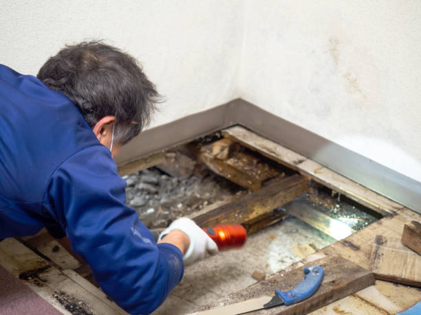 Best Bathroom Mold Remediation in Elmore, OH