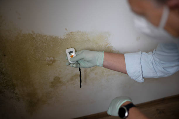 Professional Mold Remediation in Elmore, OH