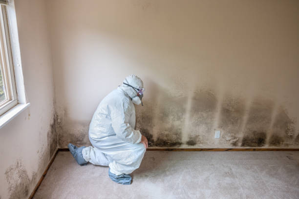 Best Post-Flood Mold Remediation in Elmore, OH